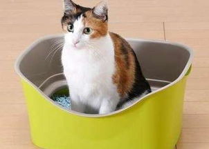 怎样训练猫在家定点大小便 