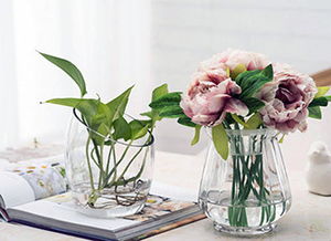 适合花瓶里养的植物,花瓶里的小小绿意：适合室内种植的微型植物