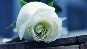 33朵白玫瑰花语是什么,33朵白玫瑰的含义是什么？