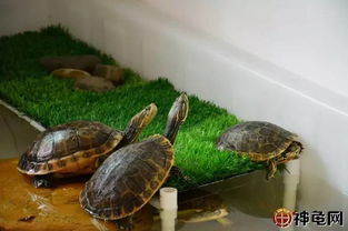 饲养水龟 半水龟和陆龟的区别有多大 