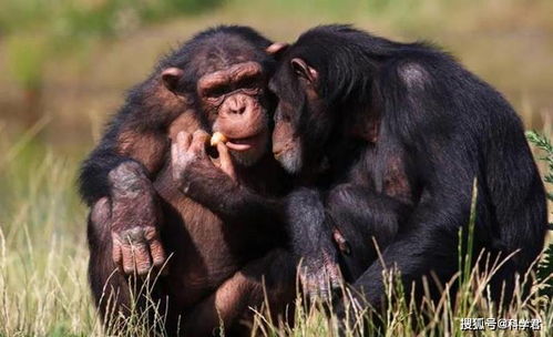 黑猩猩跟人类小孩一块养育,认为自己也是人类,后来它怎样了