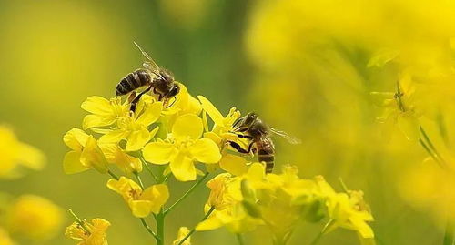 关于蜜蜂的知识简单介绍(关于蜜蜂的百科知识)