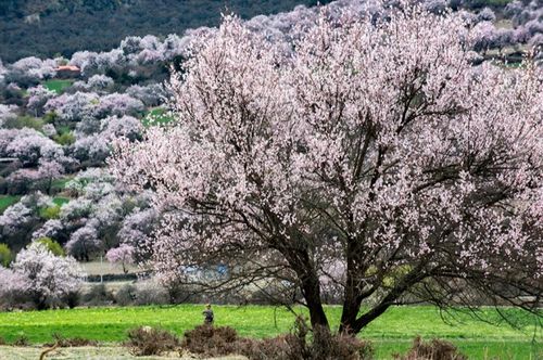 相约一起云踏春 2021年西藏林芝桃花节开幕式直播