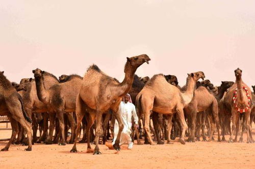 花几十万克隆骆驼为了啥 选美 这门生意在迪拜火了