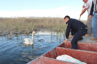 博湖县森林公安成功救助一只受困天鹅