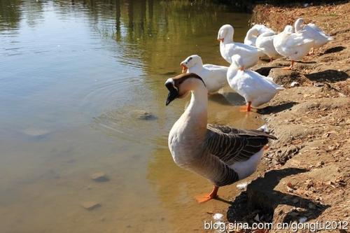 大美鹅老李分享在池塘养鹅要注意什么,养鹅人都有的水塘你知道该怎么管理吗