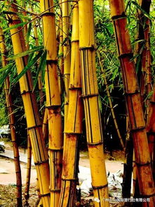 黄金间碧竹花语,园林种什么观赏竹合适