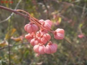 丝绵木是什么科,谁知道这种红色的小果植物学名是什么？