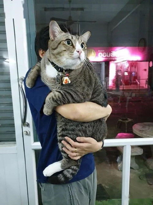 女子抱着一只猫,体型仿佛开了放大特效 激素当饭吃了吗
