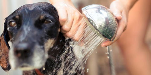 狗狗冬天洗澡 多久一次才合适,还需要注意什么