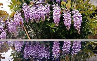 紫藤什么时候种,紫藤种植时间和方法