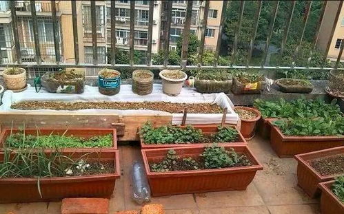接父母到城里住,把阳台变成 菜园子 ,没事种种菜,1年吃不完
