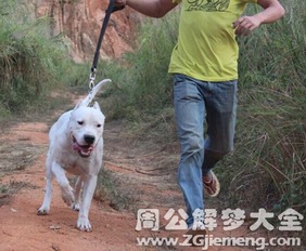 梦见狗一直跟着我是什么意思 梦到狗一直跟着我好不好 大鱼解梦网 