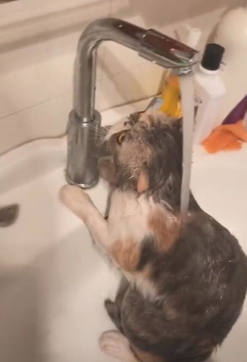 猫咪主动抱水龙头洗澡,水一打开,乖乖享受淋浴