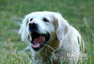 狗狗喜欢去草地玩 