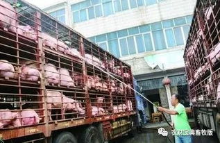 禁运区生猪过剩难题有救了 山东启动生猪产销 1122 系列行动,仅浙江每日就消费750吨
