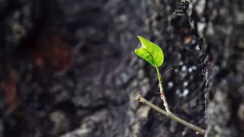 卓越 节气 昨日立春,万物滋生 