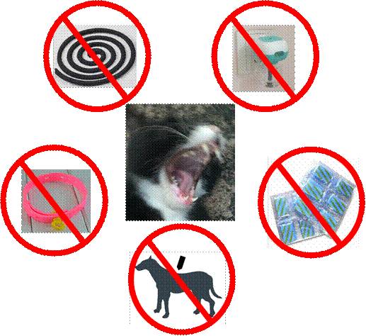 警报 猫闻过驱蚊蚊香会中毒 严重可致死 