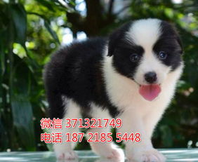 广州犬舍边境牧羊犬出售纯种幼犬,边境狗狗 犬舍直销 大型犬价格合理