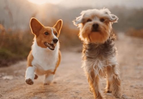关爱萌宠 狗狗怎么增强免疫力 怎么做才能让狗狗的免疫力加强
