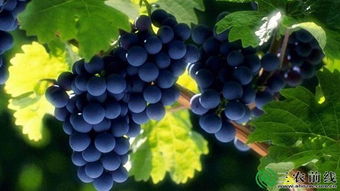 教你如何在阳台上种植好吃的葡萄