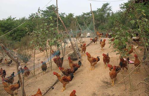 中国养鸡最大的上市公司在哪个省