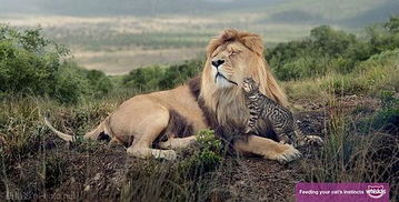 每只猫的心里都住着一头狮子 