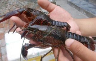 是什么导致了小龙虾养殖成本变高 龙虾养殖还有利润吗