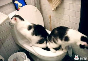 萌宠部落 猫在马桶上厕所真的好吗 