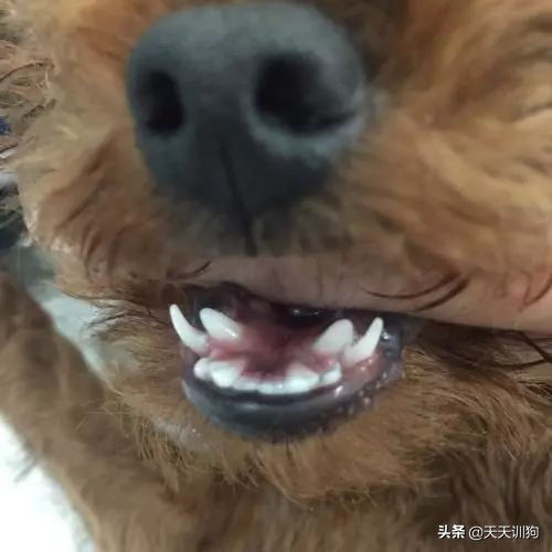 狗狗从多大开始换牙呢