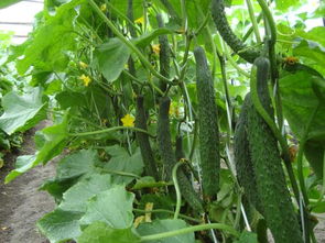 重茬种植的危害及防治措施,大棚长茄重茬种植对作物的开花作果有无影响