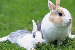什么是母兔的假孕 二 