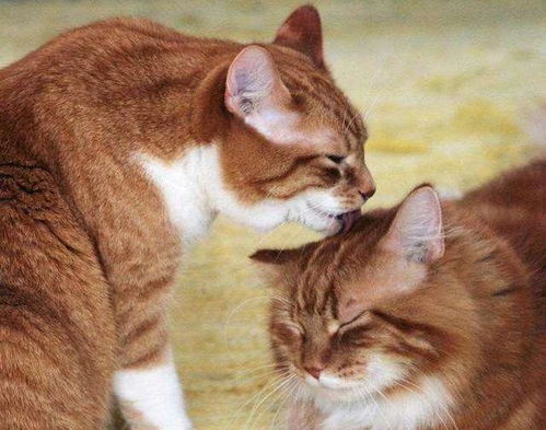 猫咪能吃橘子吗,猫吃什么食物除了猫粮