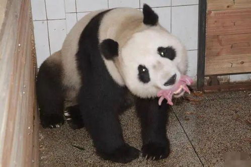熊猫为了成功越狱,竟然表演起了功夫 得到了李小龙的真传