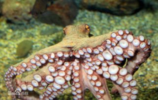 章鱼在海里吃什么呢 