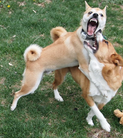 狗把头放在另一只狗身上 好朋友的调戏,但不熟容易打起来