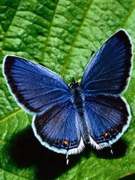 美丽漂亮的蝴蝶240x320手机图片 