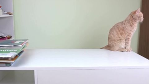 告诉你一个方法,让你的猫猫永远不想上桌子