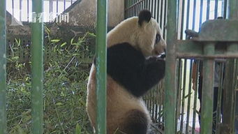 网曝兰州动物园 虐待熊猫 记者实地调查揭开真相