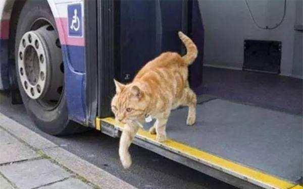 公交车不让带猫咪 大橘猫坐公交5年,迟到司机还会等,原因感人