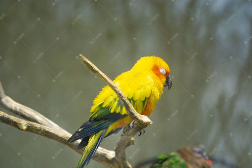 枝头睡觉的黄色鹦鹉摄影高清摄影大图 千库网 
