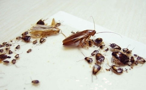 我在武汉 ,寝室有蟑螂 ,该怎么灭