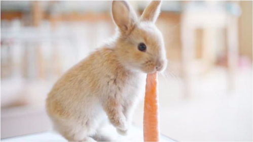 出生20天的小兔子,第一次吃到胡萝卜,这表情真是太幸福了 