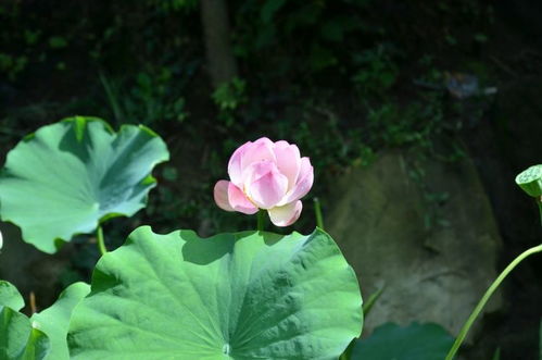 11月初,落花时节又逢君,迎来秋天的好消息,爱情回归的4大星座