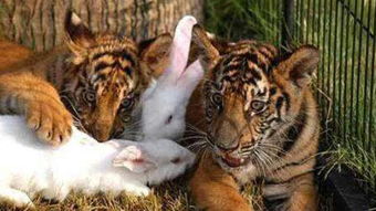 兔子与老虎 – 