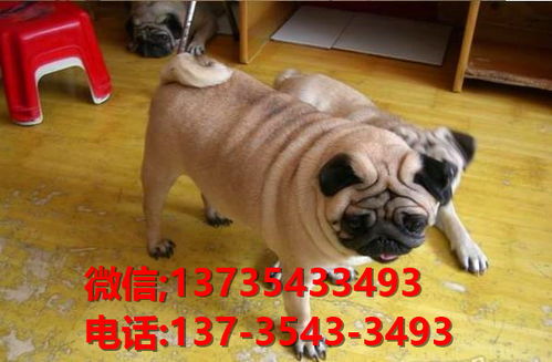 西安宠物狗犬舍出售纯种巴哥犬 宠物网站信息领养卖狗 买狗