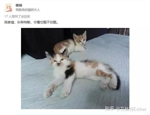 我给我家猫取名叫狗蛋,它就真的变得很狗 