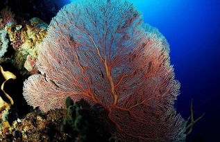 海洋生物药物的前景怎么样？