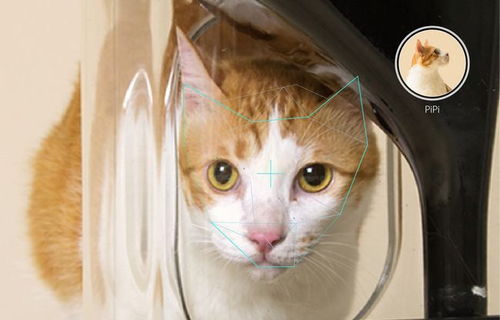 台企业家发明智能喂养器 配备猫脸识别 