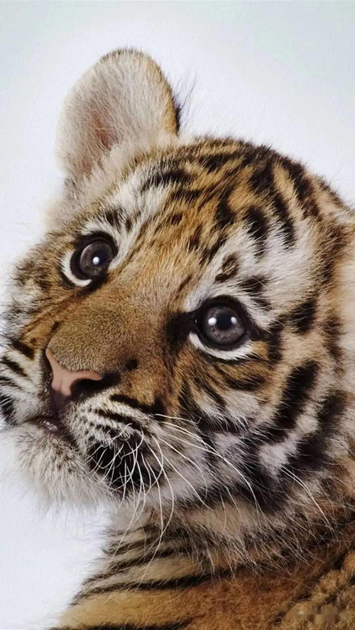 送你一组可爱的小老虎 